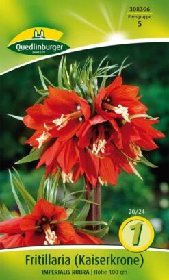 Kaiserkrone Rubra (1 Stück) | Kaiserkronenzwiebeln Von Quedlinburger -Elho Compo Geschaft 532949 Kaiserkrone Rubra 1 Stueck 308306 qb 0