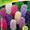 Hyazinthe Prachtmischung (10 Stück) | Hyazinthenzwiebeln Von Quedlinburger -Elho Compo Geschaft 533092 Hyazinthe Prachtmischung 10 Stueck 308368 qb 0