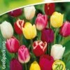Triumph Tulpe Prachtmischung (18 Stück) | Triumph-Tulpen Von Quedlinburger -Elho Compo Geschaft 533094 Triumph Tulpe Prachtmischung 20 Stueck 308372 qb 0