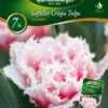 Tulpe Queensland (7 Stück) | Tulpenzwiebeln Von Quedlinburger -Elho Compo Geschaft 533112 Tulpe Queensland 7 Stueck 309936 qb 0