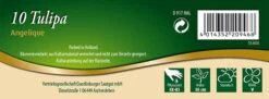 Gefüllte Mehrblütige Tulpe Angelique (10 Stück) | Mehrblütige Tulpen Von Quedlinburger -Elho Compo Geschaft 533120 Gefuellte mehrbluetige Tulpe Angelique 10 Stueck 309964 qb 1