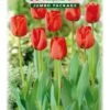 Tulpe Rot (50 Stück) | Tulpenzwiebeln Von Quedlinburger -Elho Compo Geschaft 533131 Tulpe rot 50 Stueck 308450 qb 0