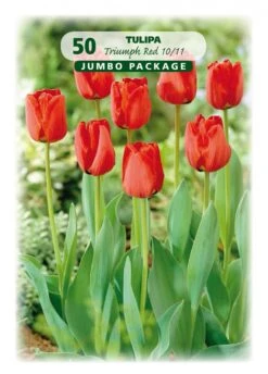 Tulpe Rot (50 Stück) | Tulpenzwiebeln Von Quedlinburger