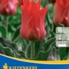Greigii-Tulpe Rotkäppchen (10 Stück) | Tulpenzwiebeln Von Kiepenkerl -Elho Compo Geschaft 533489 Greigii Tulpe Rotkaeppchen 10 Stueck 503069 0