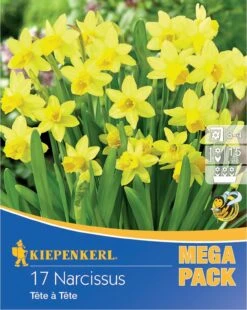 Mega-Pack Steingarten Narzisse Tête à Tête (17 Stück) | Narzissenzwiebeln Von Kiepenkerl