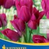 Mehrblütige Tulpe Night Club (7 Stück) | Tulpenzwiebeln Von Kiepenkerl -Elho Compo Geschaft 533519 Mehrbluetige Tulpe Night Club 7 Stueck 501270 0