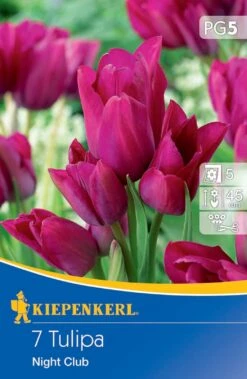 Mehrblütige Tulpe Night Club (7 Stück) | Tulpenzwiebeln Von Kiepenkerl