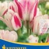Mehrblütige Tulpe Candy Club (7 Stück) | Tulpenzwiebeln Von Kiepenkerl -Elho Compo Geschaft 533521 Mehrbluetige Tulpe Candy Club 7 Stueck 501362 0