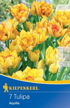 Mehrblütige Tulpen Aquilla (7 Stück) | Tulpenzwiebeln Von Kiepenkerl 5 Mehrblütige Tulpen Aquilla (7 Stück) | Tulpenzwiebeln Von Kiepenkerl -Elho Compo Geschaft 533522 Mehrbluetige Tulpen Aquilla 7 Stueck 501430 0