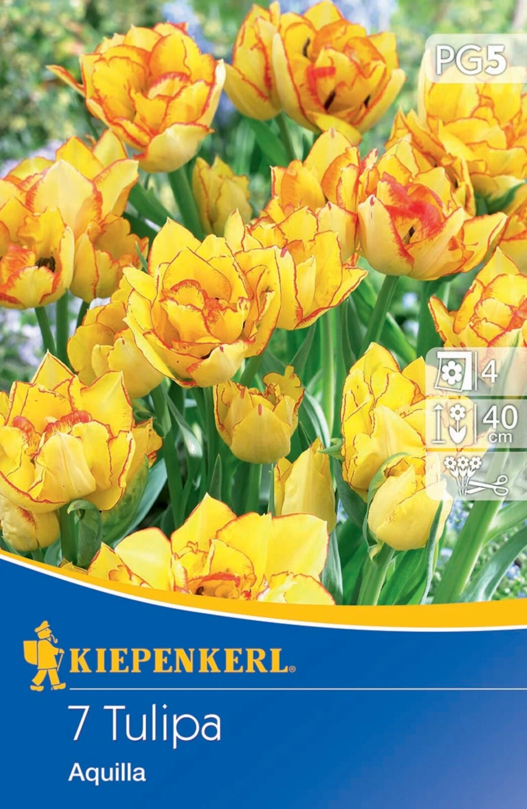 Mehrblütige Tulpen Aquilla (7 Stück) | Tulpenzwiebeln Von Kiepenkerl 4 Mehrblütige Tulpen Aquilla (7 Stück) | Tulpenzwiebeln Von Kiepenkerl – Bild 2