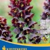 Persische Kaiserkrone (1 Stück) | Kaiserkronenzwiebeln Von Kiepenkerl 1 Persische Kaiserkrone (1 Stück) | Kaiserkronenzwiebeln Von Kiepenkerl -Elho Compo Geschaft 533535 Persische Kaiserkrone 1 Stueck 504059 0