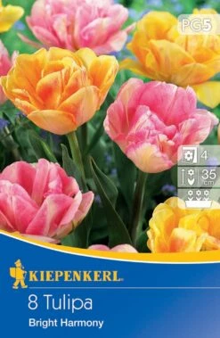 Gefüllte Frühe Tulpe Bright Harmony (8 Stück) | Tulpenzwiebeln Von Kiepenkerl -Elho Compo Geschaft 533542 Gefuellte fruehe Tulpe Bright Harmony 8 Stueck 506398 0