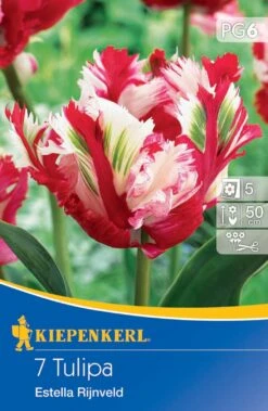 Papagei Tulpe Estella Rijnveld (7 Stück) | Tulpenzwiebeln Von Kiepenkerl -Elho Compo Geschaft 533569 Papagei Tulpe Estella Rijnveld 7 Stueck 501775 0