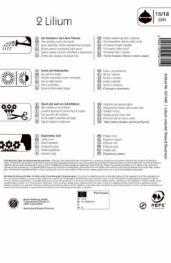 Lilie Robert Swanson (2 Stück) | Lilienzwiebeln Von Kiepenkerl -Elho Compo Geschaft 533577 Lilie Robert Swanson 2 Stueck 507449 1