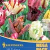 Mega-Pack Papagei Tulpe Papageien Mischung (12 Stück) | Tulpenzwiebeln Von Kiepenkerl -Elho Compo Geschaft 533587 Mega Pack Papagei Tulpe Papageien Mischung 12 Stueck 598751 0
