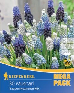 Mega-Pack Traubenhyazinthe Mischung (30 Stück) | Hyazinthenzwiebeln Von Kiepenkerl -Elho Compo Geschaft 533588 Mega Pack Traubenhyazinthe Mischung 30 Stueck 598881 0