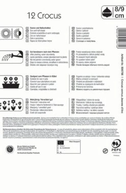 Großblumiger Krokus Jeanne D`Arc (12 Stück) | Krokuszwiebeln Von Kiepenkerl