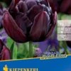 Gefüllte Späte Tulpe Black Hero (7 Stück) | Tulpenzwiebeln Von Kiepenkerl