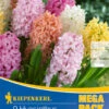 Mega-Pack Hyazinthe Pastell Mischung (9 Stück) | Hyazinthenzwiebeln Von Kiepenkerl -Elho Compo Geschaft 533618 Mega Pack Hyazinthe Pastell Mischung 9 Stueck 508767 0