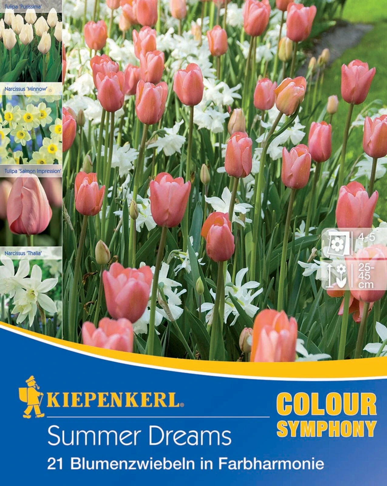 Colour Symphony Summer Dreams (21 Stück) | Blumenzwiebelmischungen Von Kiepenkerl 4 Colour Symphony Summer Dreams (21 Stück) | Blumenzwiebelmischungen Von Kiepenkerl – Bild 2