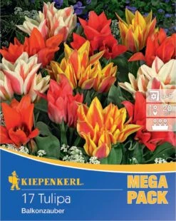 Mega-Pack Botanische Tulpe Balkonzauber Mischung (17 Stück) | Tulpenzwiebeln Von Kiepenkerl -Elho Compo Geschaft 533637 Mega Pack Botanische Tulpe Balkonzauber Mischung 17 Stueck 508729 0