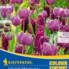 Colour Symphony Violet Harmony (26 Stück) | Blumenzwiebelmischungen Von Kiepenkerl -Elho Compo Geschaft 533641 Colour Symphony Violet Harmony 26 Stueck 545236 0