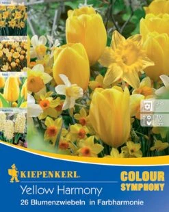 Colour Symphony Yellow Harmony (26 Stück) | Blumenzwiebelmischungen Von Kiepenkerl -Elho Compo Geschaft 533643 Colour Symphony Yellow Harmony 26 Stueck 545342 0