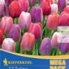Mega-Pack Darwin-Hybrid-Tulpe Big Pride Mischung (17 Stück) | Tulpenzwiebeln Von Kiepenkerl -Elho Compo Geschaft 533649 Mega Pack Darwin Hybrid Tulpe Big Pride Mischung 17 Stueck 508552 0