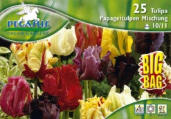 Papageien Tulpe Mischung (25 Stück) | Tulpenzwiebeln Von Pegasus