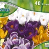 Großblumiger Krokus (35 Stück) | Krokuszwiebeln Von Pegasus -Elho Compo Geschaft 533653 Grossblumiger Krokus 40 Stueck 593817 0