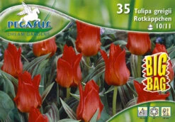 Tulpe Rotkäppchen Big Bag (35 Stück) | Tulpenzwiebeln Von Pegasus 5 Tulpe Rotkäppchen Big Bag (35 Stück) | Tulpenzwiebeln Von Pegasus -Elho Compo Geschaft 533655 Tulpe Rotkaeppchen Big Bag 35 Stueck 595934 0