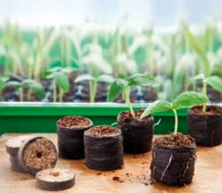 36 Mm Kokos-Quelltabletten (50 Stück) Von Romberg