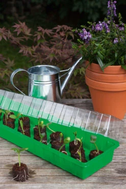 Anzuchthaus L | Mini-Gewächshaus Von Romberg -Elho Compo Geschaft 535237 Anzuchthaus L 10094106 1