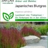Japanisches Blutgras | Gräsersamen Von Saflax 2 Japanisches Blutgras | Gräsersamen Von Saflax -Elho Compo Geschaft 535598 Japanisches Blutgras 13307 sa 0