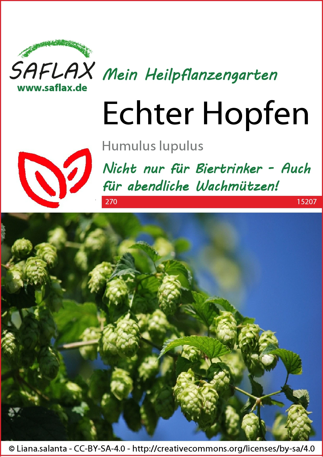 Echter Hopfen | Heilpflanzensamen Von Saflax 3 Echter Hopfen | Heilpflanzensamen Von Saflax