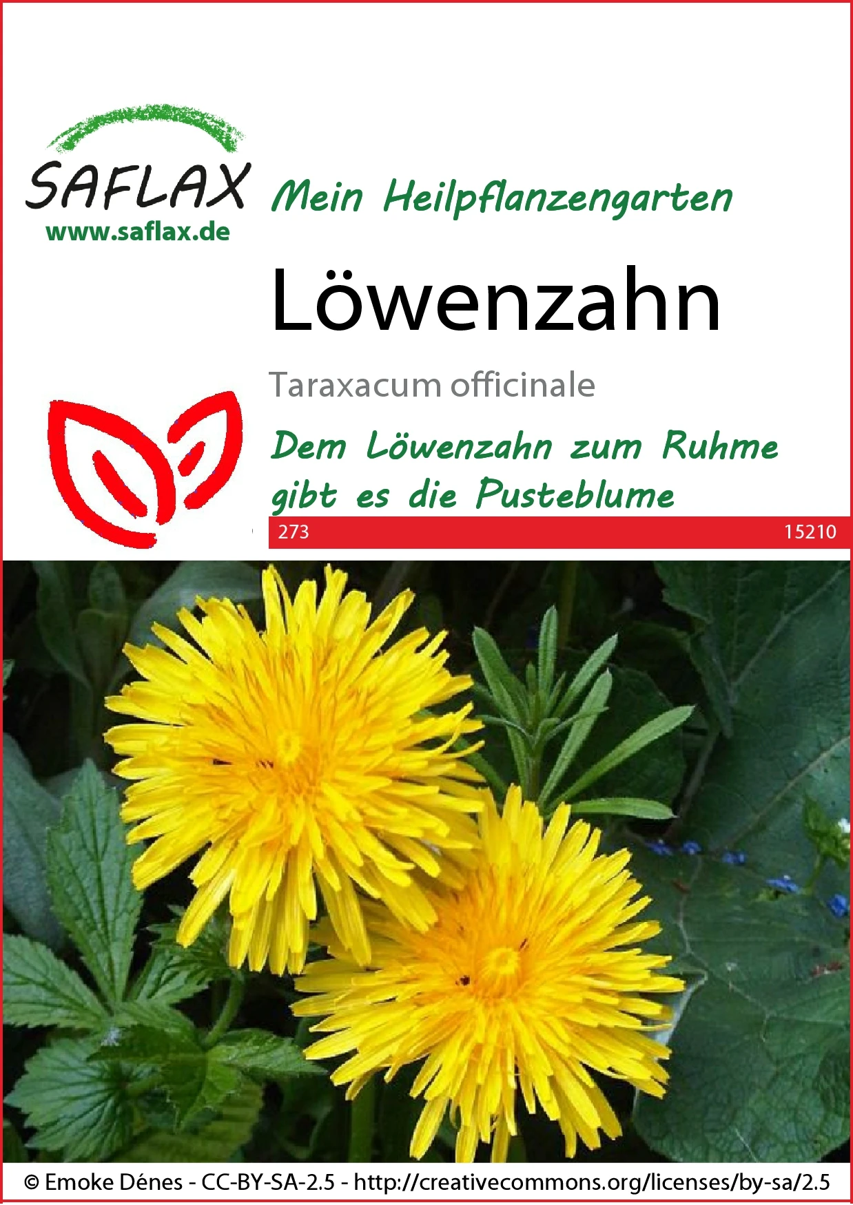 Löwenzahn | Löwenzahnsamen Von Saflax 3 Löwenzahn | Löwenzahnsamen Von Saflax