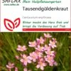 Tausendgüldenkraut | Heilpflanzensamen Von Saflax 2 Tausendgüldenkraut | Heilpflanzensamen Von Saflax -Elho Compo Geschaft 535660 Tausendgueldenkraut 15212 sa 0
