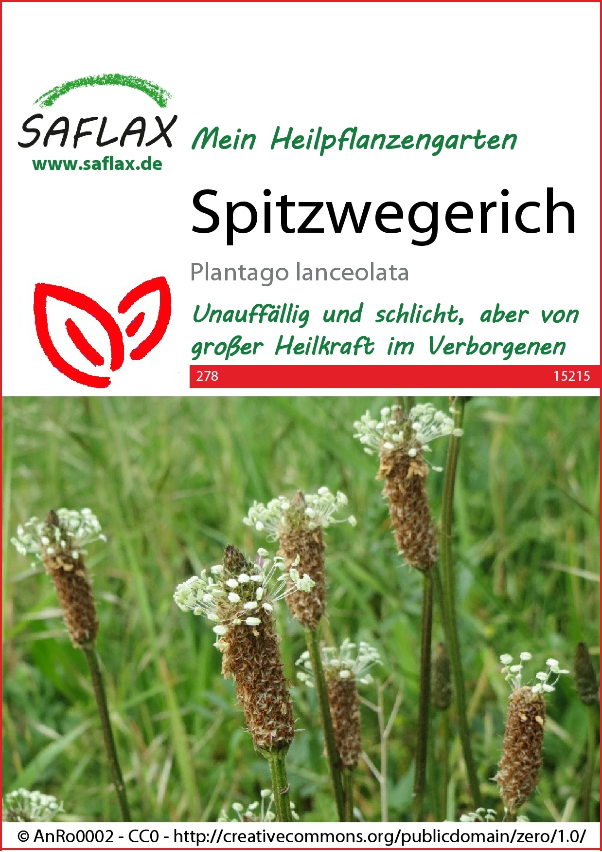 Spitzwegerich | Heilpflanzensamen Von Saflax 4 Spitzwegerich | Heilpflanzensamen Von Saflax – Bild 2
