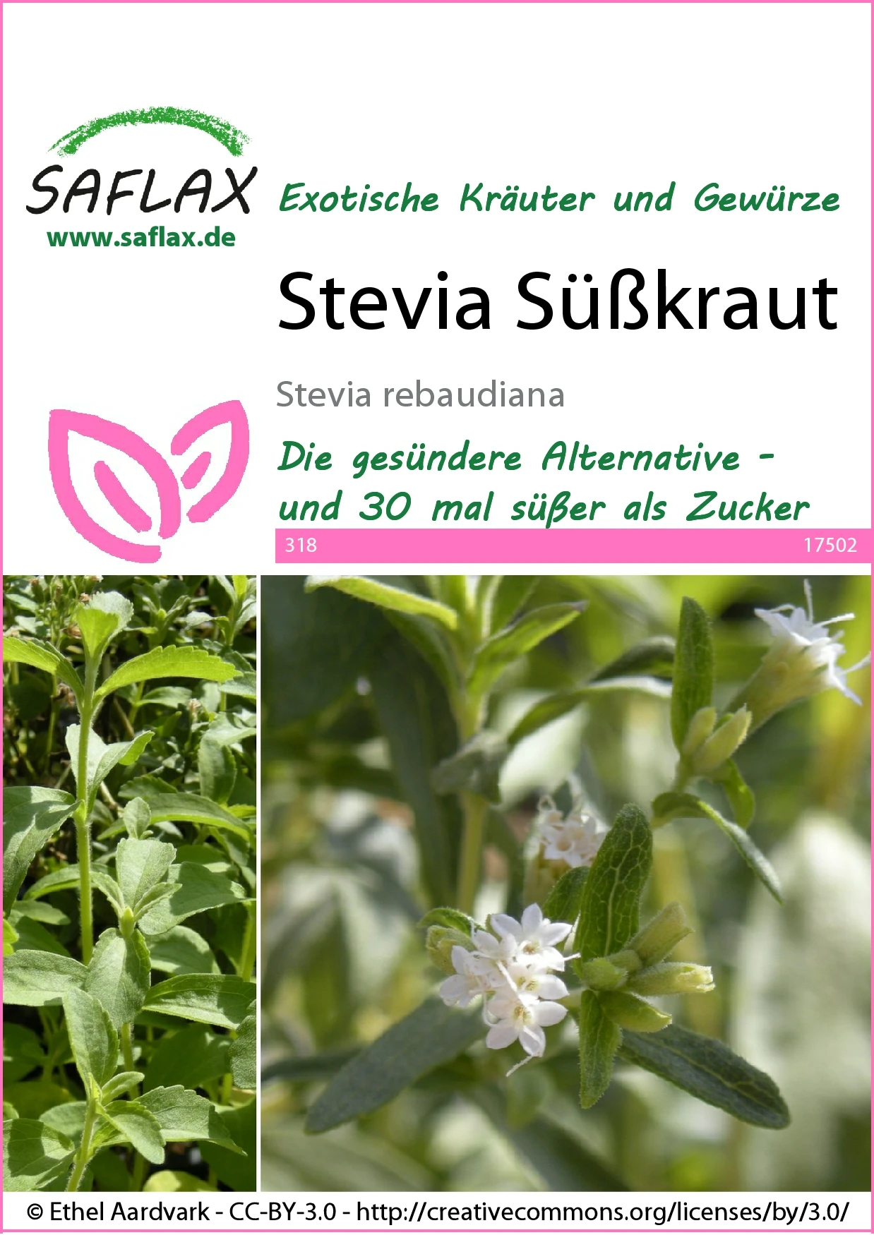 Süßkraut Stevia | Steviasamen Von Saflax 4 Süßkraut Stevia | Steviasamen Von Saflax – Bild 2