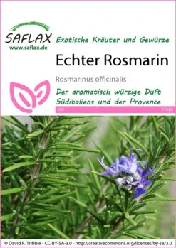 Echter Rosmarin | Rosmarinsamen Von Saflax