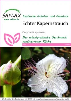 Echter Kapernstrauch | Kapernsamen Von Saflax -Elho Compo Geschaft 535691 Echter Kapernstrauch 17526 sa 0