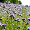 Phacelia | BIO Phaceliasamen Von Reinsaat -Elho Compo Geschaft 535915 BIO Phacelia Gr3 rs 0