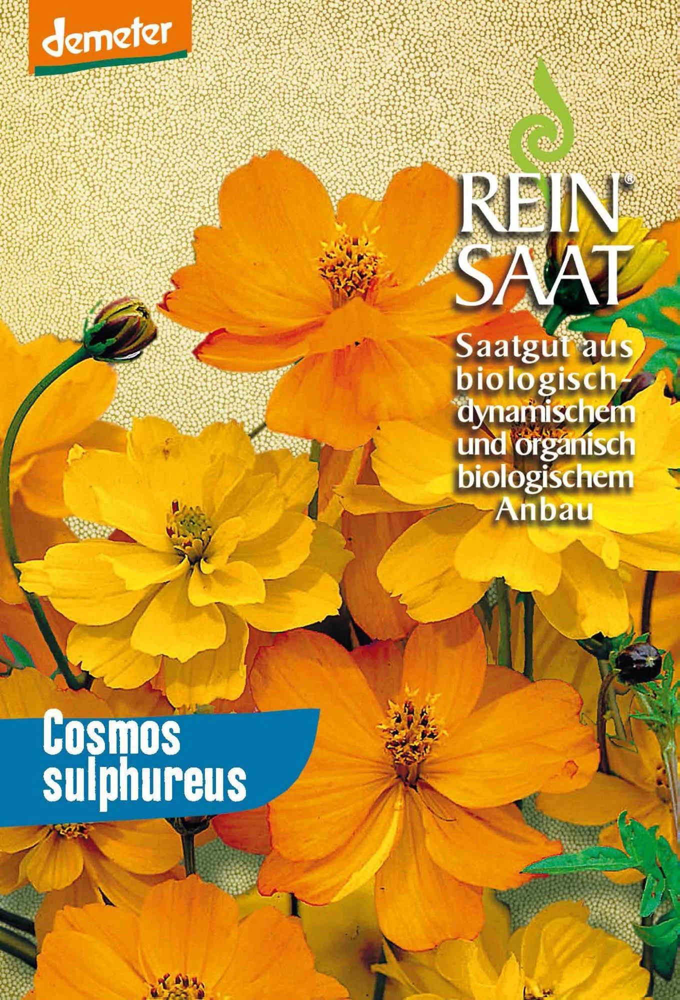 Cosmea Orange | BIO Cosmeasamen Von Reinsaat 3 Cosmea Orange | BIO Cosmeasamen Von Reinsaat