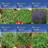 Kräuter - Saat - Sortiment Mit 10 Sorten | Kräutersamen-Sets Von Kiepenkerl 1 Kräuter - Saat - Sortiment Mit 10 Sorten | Kräutersamen-Sets Von Kiepenkerl -Elho Compo Geschaft 536769 Saat Sortiment Kraeuter 10 Sorten von Kiepe