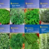Kräuter-Saat-Sortiment Mit 8 Sorten | Kräutersamen Von Kiepenkerl -Elho Compo Geschaft 536784 Saat Sortiment Kraeuter 8 Sorten von Kiepen