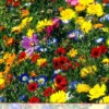 Blumenwiese Werratal (1 Kg) | Insektenwiese Von Küpper -Elho Compo Geschaft 537926 Werratal 1 kg