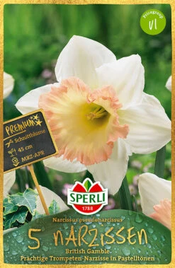 Narzisse British Gamble (5 Stück) | Narzissenzwiebeln Von Sperli -Elho Compo Geschaft 537985 Narzisse British Gamble 5 Stueck 457681 0