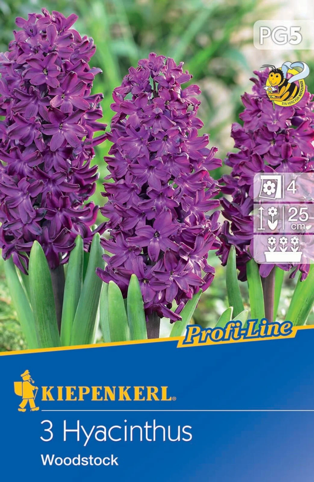Hyazinthe Woodstock (3 Stück) | Hyazinthenzwiebeln Von Kiepenkerl 4 Hyazinthe Woodstock (3 Stück) | Hyazinthenzwiebeln Von Kiepenkerl – Bild 2