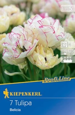 Mehrblütige Tulpe Belicia (7 Stück) | Tulpenzwiebeln Von Kiepenkerl -Elho Compo Geschaft 538078 Mehrbluetige Tulpe Belicia 7 Stueck 502796 0