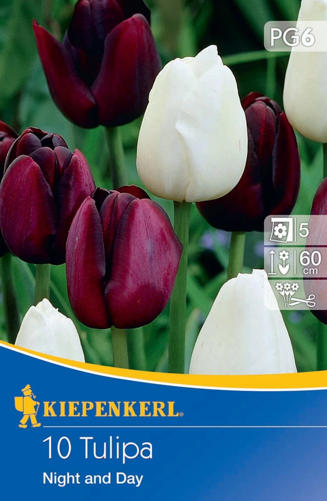 Einfache Späte Tulpe Night And Day (10 Stück) | Tulpenzwiebeln Von Kiepenkerl 3 Einfache Späte Tulpe Night And Day (10 Stück) | Tulpenzwiebeln Von Kiepenkerl